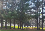 Pines on the Golf Course